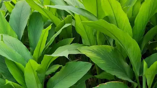 ZERDEÇAL'IN ANAVATANI BODRUM OLACAK