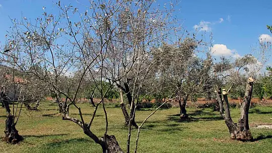 Zeytin ağaçlarında korkutan kuruma