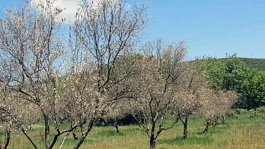 Zeytin ağaçlarında korkutan kuruma