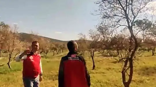 Zeytin ağaçlarında korkutan kuruma