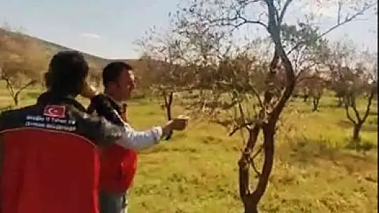 Zeytin ağaçlarında korkutan kuruma