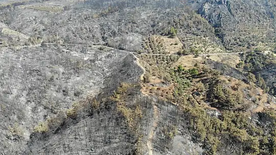 Zeytinliklerinin kül olduğunu gören köylüler gözyaşlarını tutamadı