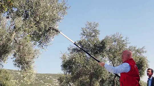 Zeytinyağları ihtiyaç sahiplerine dağıtılacak