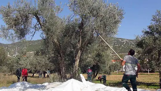 Zeytinyağları ihtiyaç sahiplerine dağıtılacak