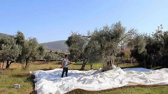 Zeytinyağları ihtiyaç sahiplerine dağıtılacak
