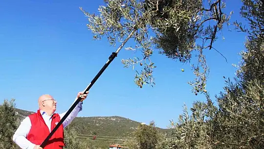 Zeytinyağları ihtiyaç sahiplerine dağıtılacak