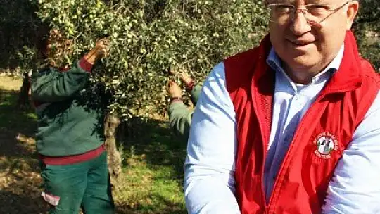 Zeytinyağları ihtiyaç sahiplerine dağıtılacak