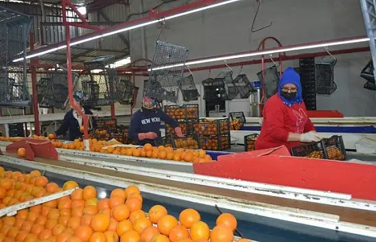 AB ülkelerine günlük 2 bin ton yaş sebze ve meyve gidiyor