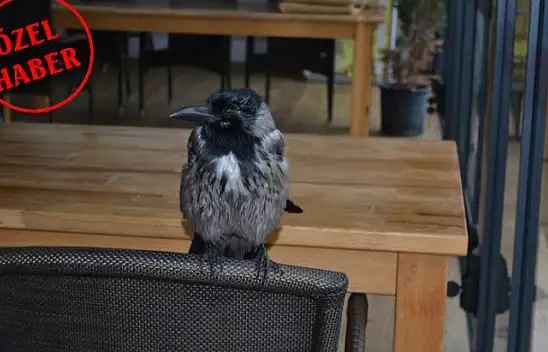 Ağaçtan düşen kargaya sahip çıktılar