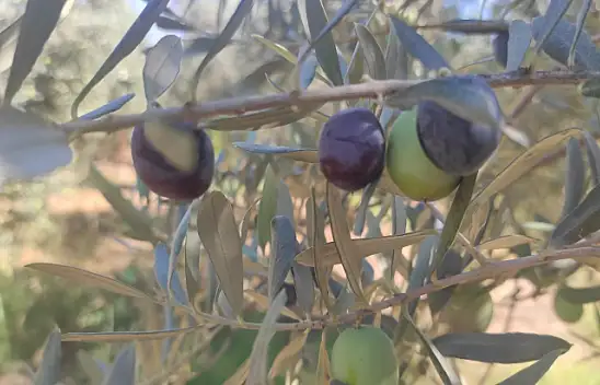 Akan, 'Zeytin fiyatları yükselecek'