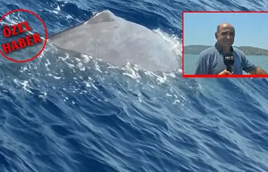 Balinalar Fethiye'den vazgeçemiyor