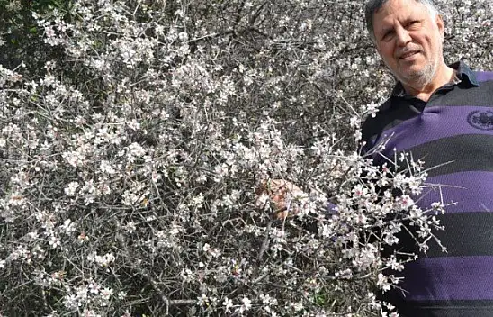 Fethiye'de bademler çiçek açtı