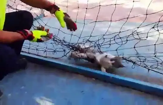 Fileye dolanıp mahsur kalan kediyi itfaiye kurtarıldı