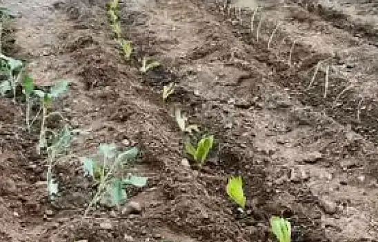 İLKOKUL ÖĞRENCİLERİ FİDAN DİKTİ