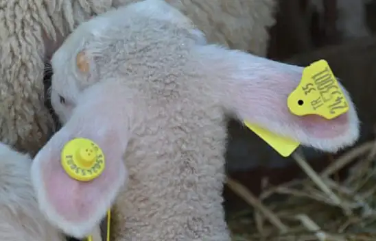 KÜPELEME ÇALIŞMASI YAPILDI