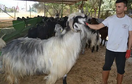 Kurbanlık Satışlarında Yoğunluk Başladı
