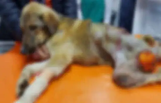 Onlar Yaşattı Sırada Bakıcı Aile Bulmak Var