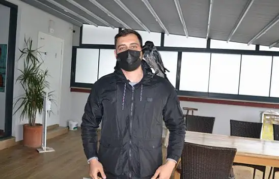 Ağaçtan düşen kargaya sahip çıktılar