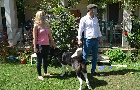 Akita cinsi Şensi isimli köpeğin sahibi konuştu