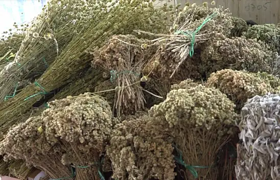 Aktarlar, korona ve gribe meydan okuyor