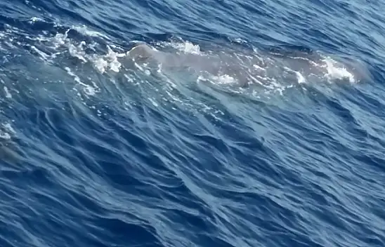 Balinalar Fethiye'den vazgeçemiyor