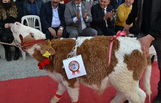 Buzağılar güzellik için podyumdaydı