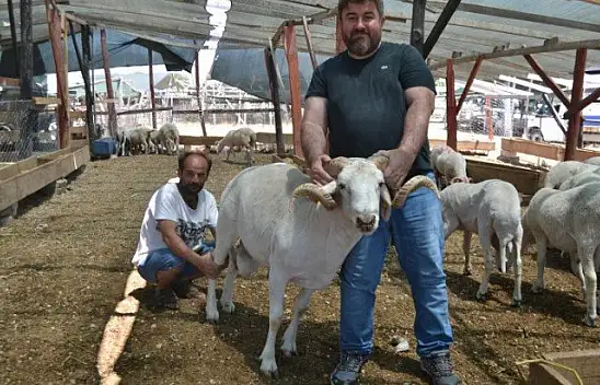 Çarıklı Kasap hayvan pazarında yerini aldı