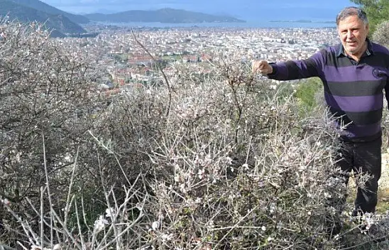 Fethiye'de bademler çiçek açtı