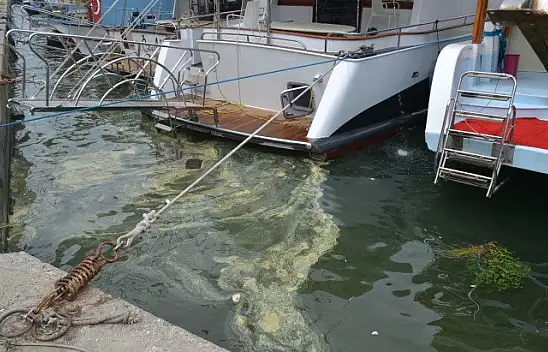 körfezdeki sarılık polenden, çöpler insanlardan kaynaklanıyor