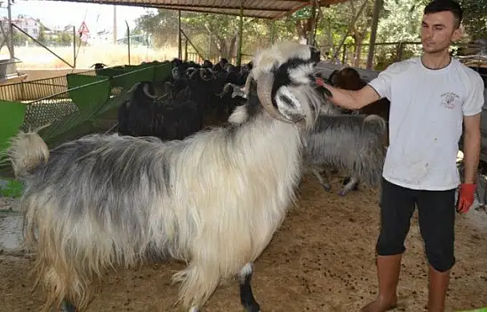 Kurbanlık Satışlarında Yoğunluk Başladı