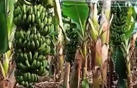 Sarıkaya'dan muz üreticisine ziyaret