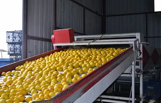 Yaş sebze meyvede üretim düşüyor