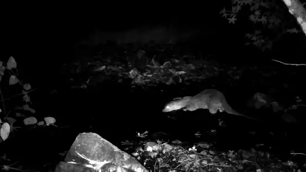 Yaban hayvanları fotokapana yakalandı