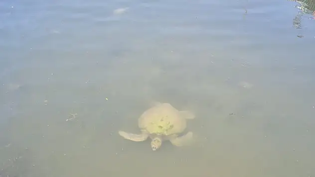 Caretta Carettalar Fethiye'de Görüntülendi