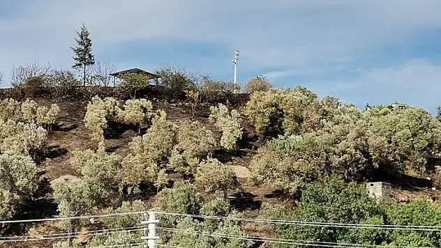 Dalaman'da zeytinlik alanda çıkan yangın söndürüldü
