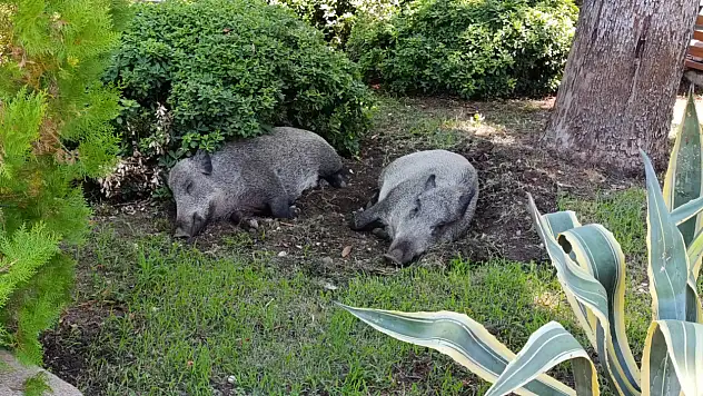 Fethiye Çarşı'da Domuzlar Gündüz Uykusunda