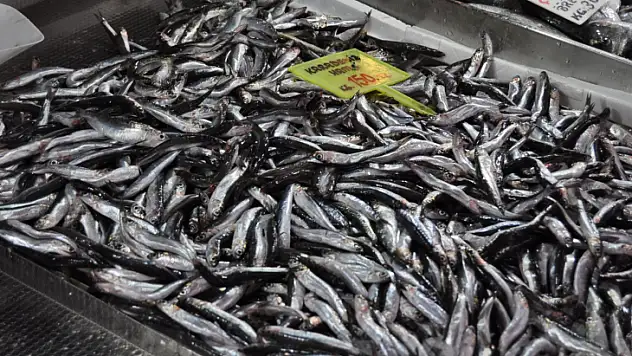 Fethiye'de Balık Çeşitliliği Dibi Gördü