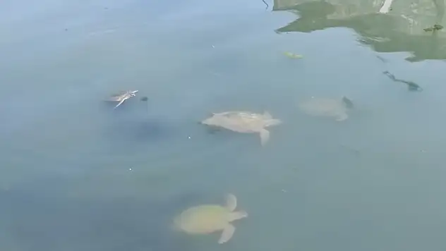 Fethiye'de Caretta Carettalar ilgi odağı haline geldi