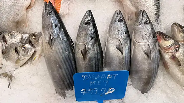 Fethiye'de palamut fiyatı cep yakıyor