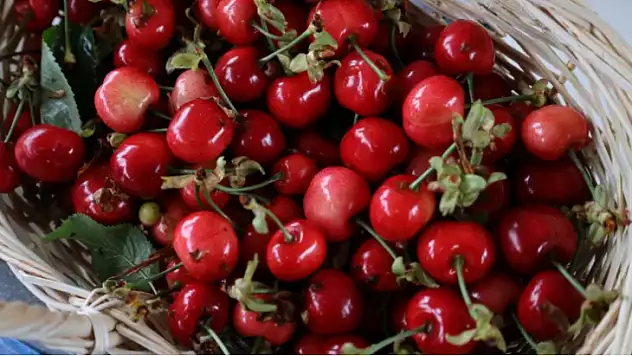 Kiraz festivali bugün başlıyor