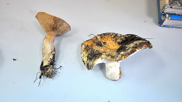 Muğla'da mantar bereketi yaşanırken, uzmanlar zehirlenmelere karşı uyardı