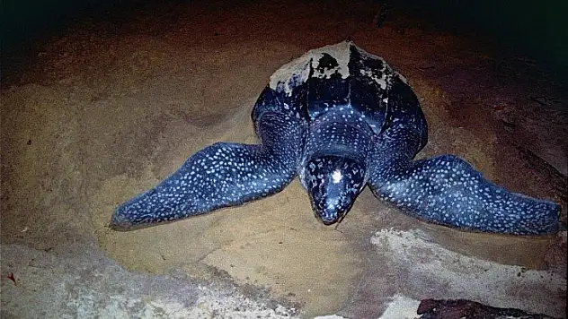 Muğla kıyılarında ilk defa görüldü