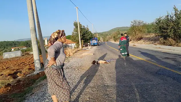 Otomobil sürüye daldı, 4 keçi telef oldu