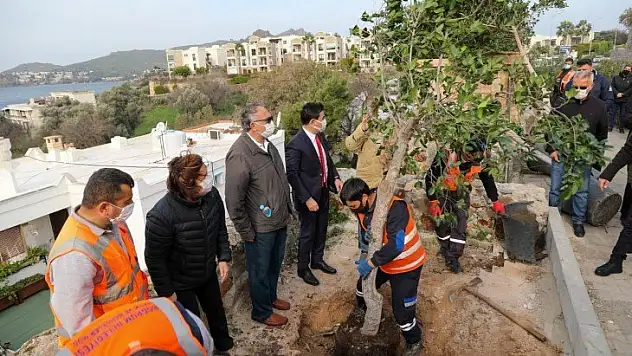 Şehit Pilot Anısına Dikilen Ağaçların Kesilmesine Başkan Aras'tan Sert Tepki