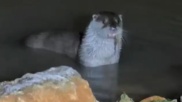 Yayla Patlangıç Barajı'nda Su Samuru Kameraya Yansıdı