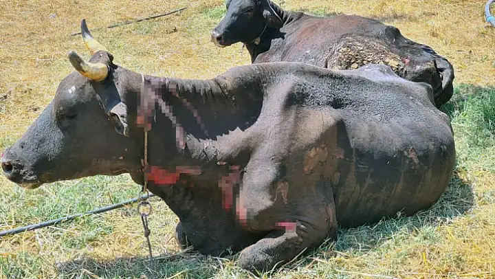 Ahır yangında büyük zarar gördü