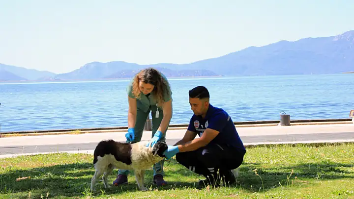 Muğla'daki can dostlar için 'Acil Müdahale' aracı