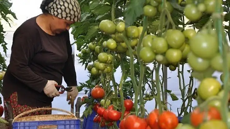 1 KİLO DOMATESİN MALİTEYİ ÜRETİCİYE 1 LİRA