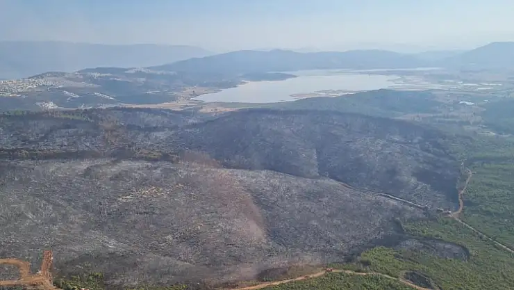 170 hektar orman küle döndü