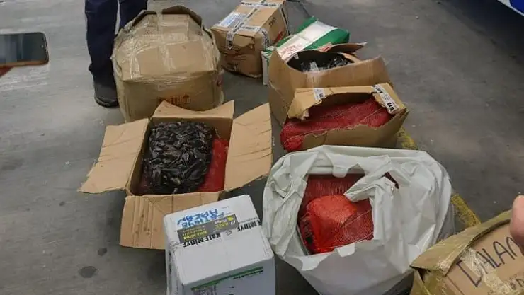 176.5 kg midye ele geçirildi